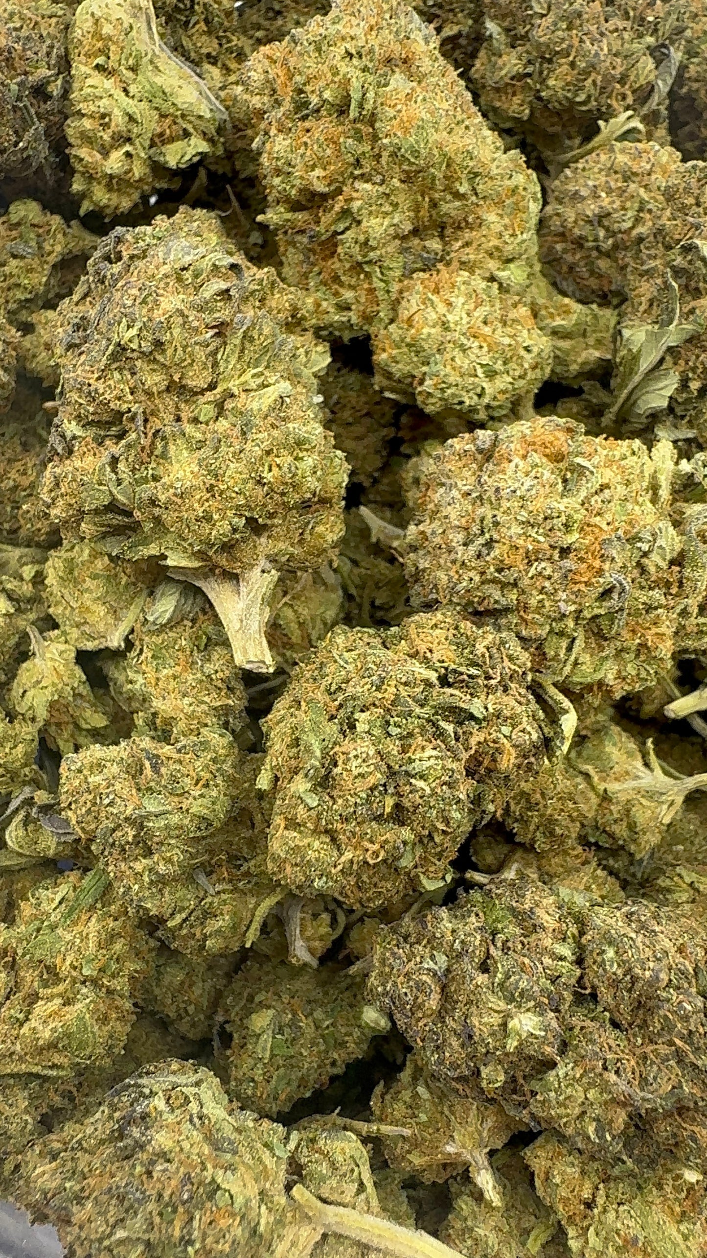 White Sherb – Budget THCA