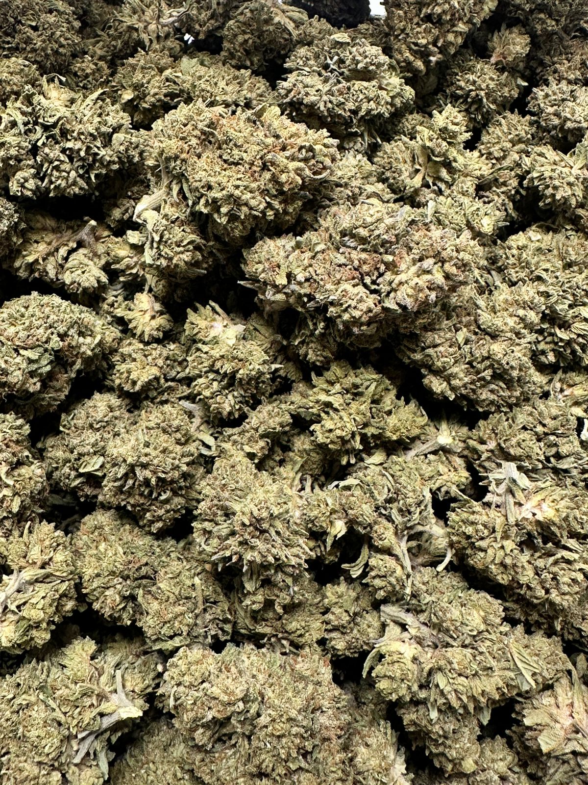 Government Oasis – Budget THCA