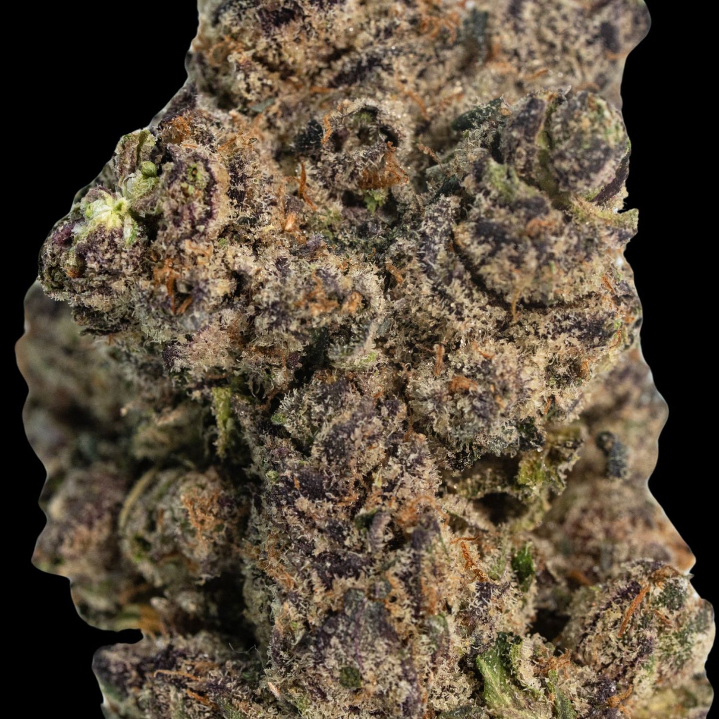 Grape Gumbo Exotic Indoor THCA Flower Full Size Buds