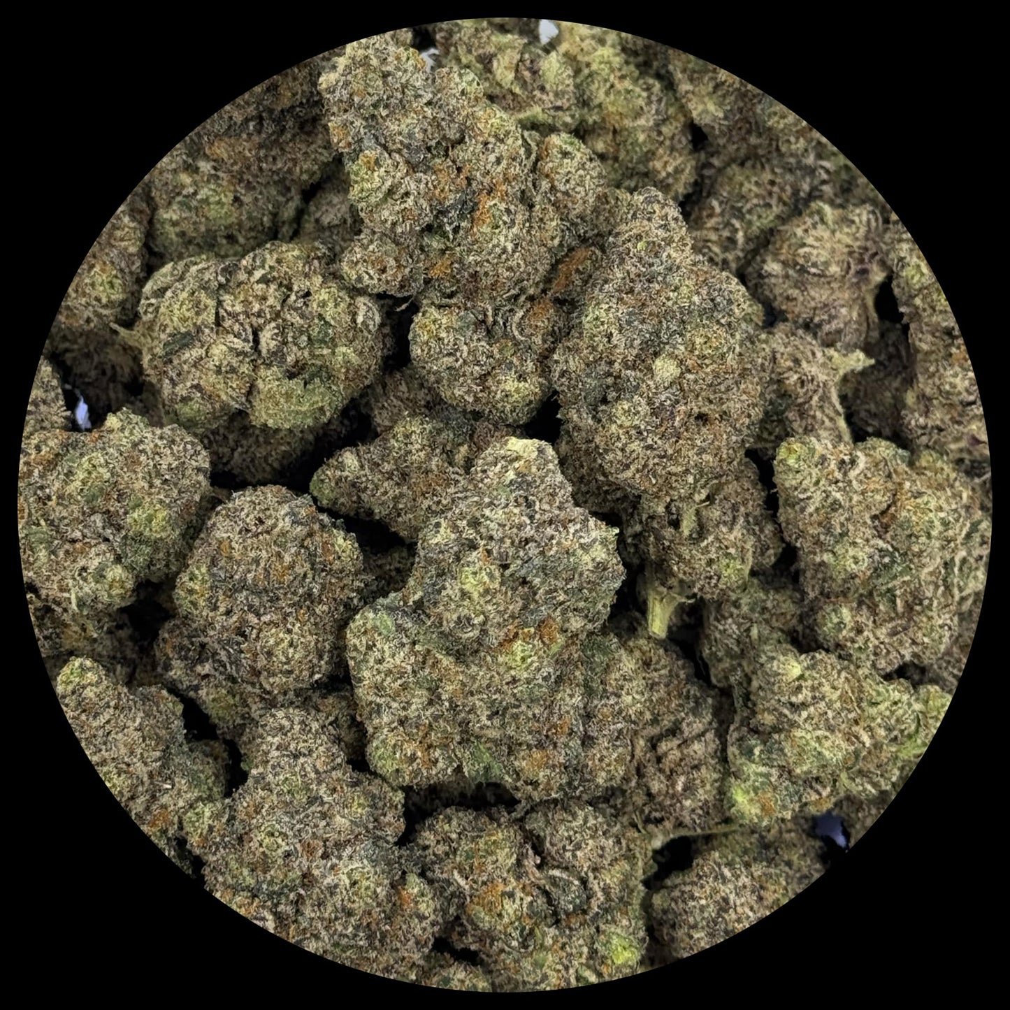 White Zerbet Exotic Indoor THCA Flower Full Size Buds