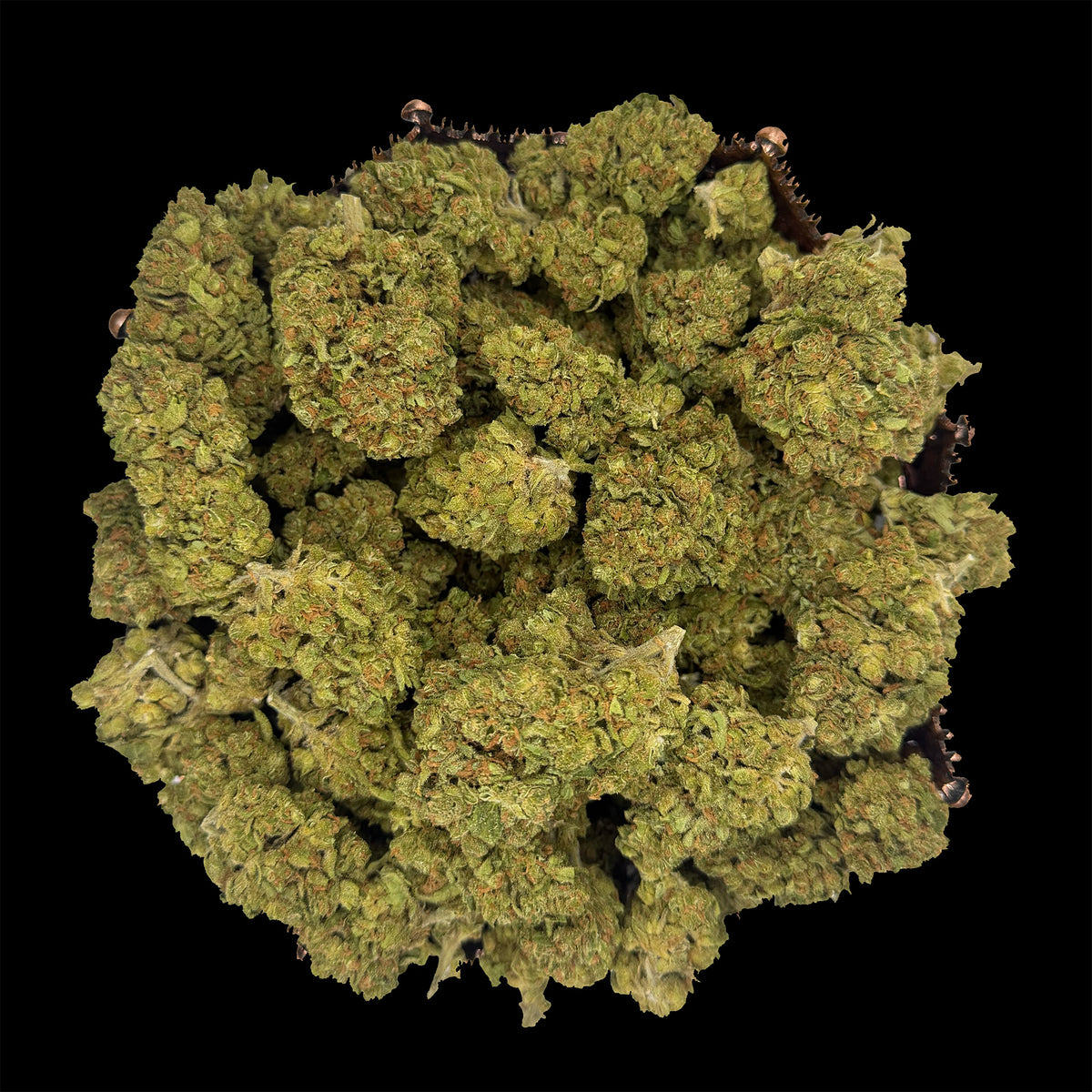 Super Jack Greenhouse THCA Quarter Pound (1/4 LB)
